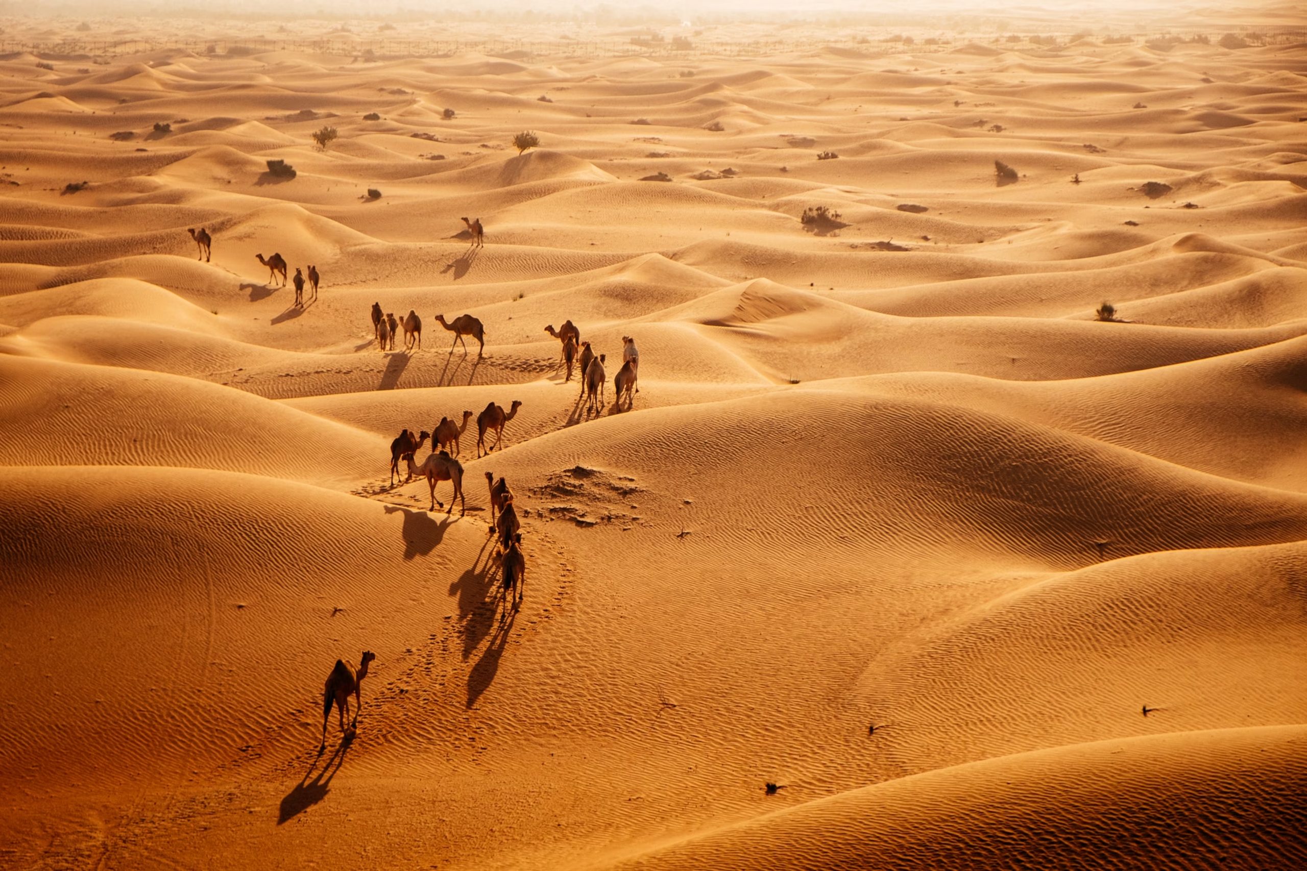 A caravan of camels crossing golden dunes